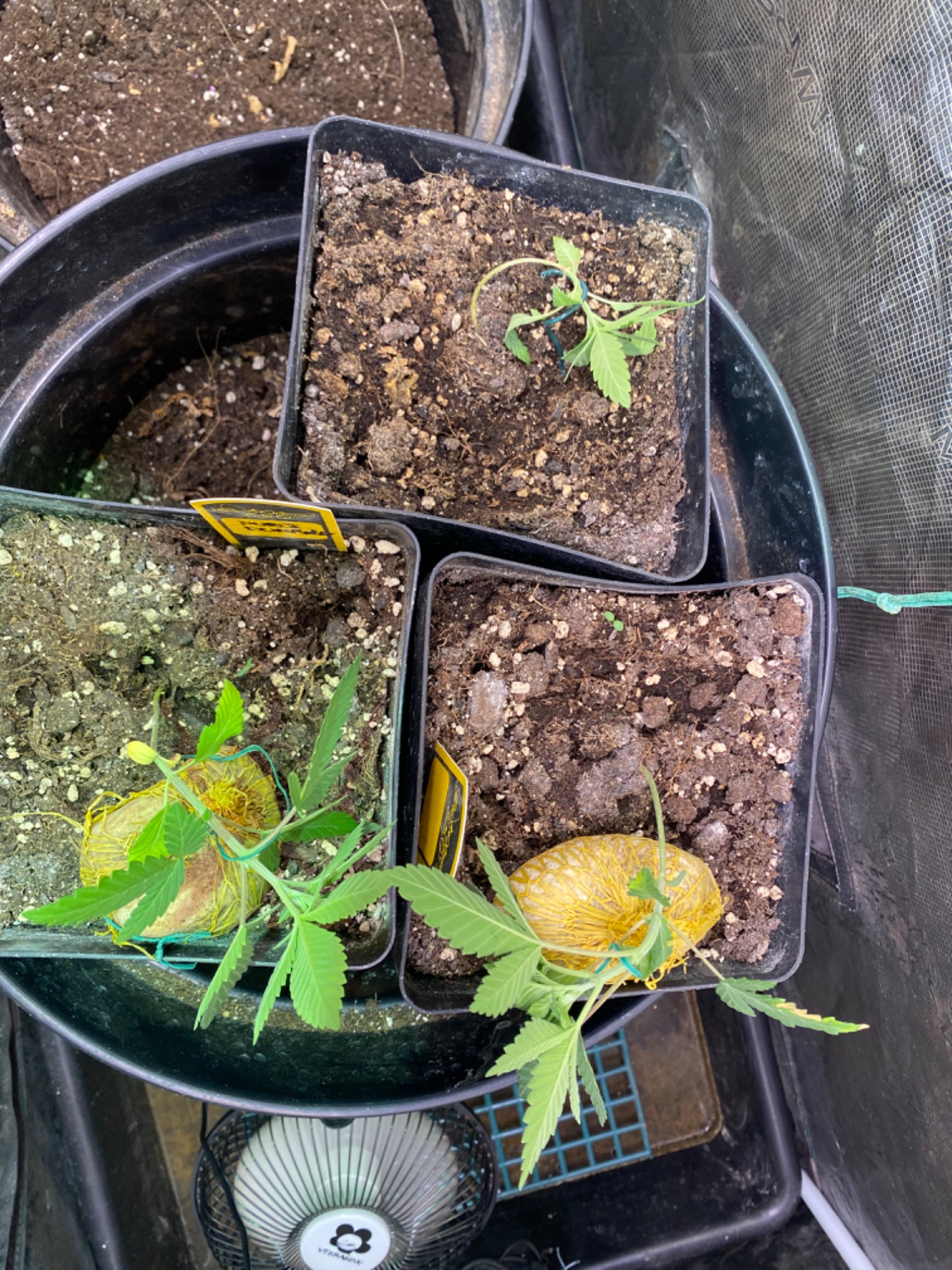 Lemon Orange, Pure Durban, Vanilla Frosting - Indoor